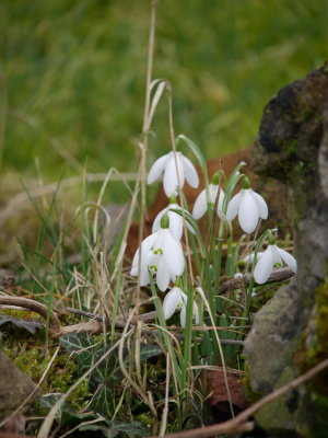Snowdrops