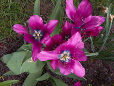 Tulips on their way out