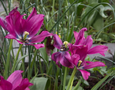 Tulips nearly gone