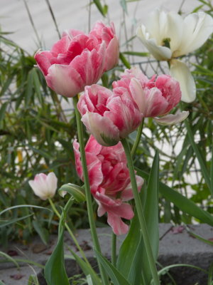 Tulips a last go at spring