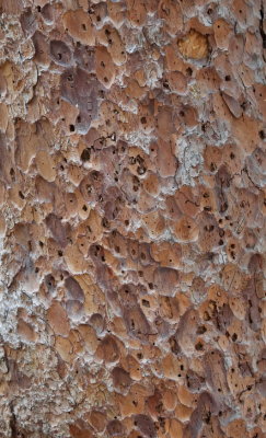 Beetle Damage on Tree RMNP