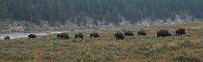Buffalo YSNP