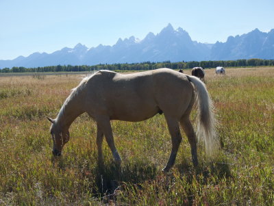 Horse with Tetons backdrop