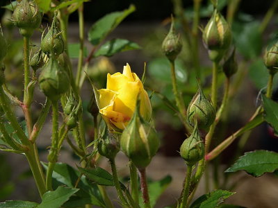 First yellow rosebud soon to be followed by many others