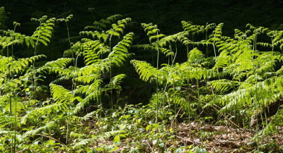 Promenade Saeul Green fern