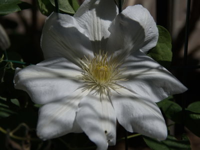 White clematis close up