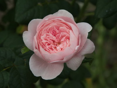 Delicate rose