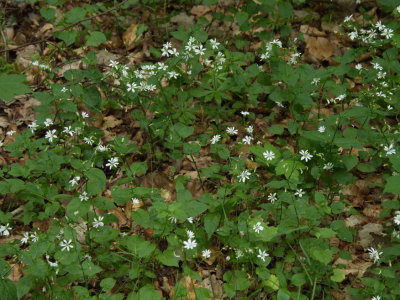 Flowers in the undergrowth