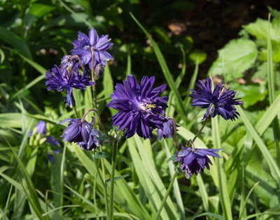 Purple flowers