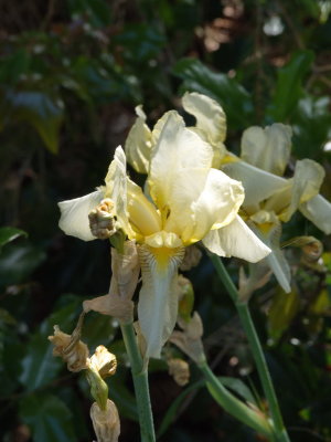 Yellow iris before it fades