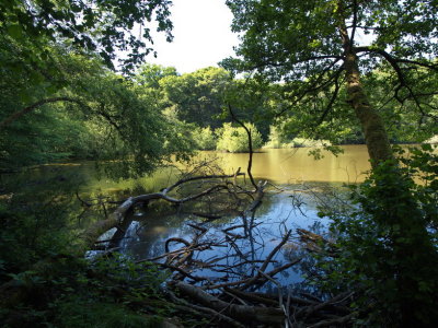 Pond with fallen tree