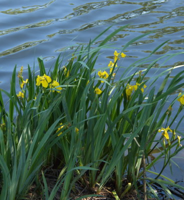 Irises growing on the edge of the pond