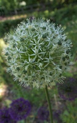 White Allium