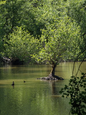 Tree growing in the pond