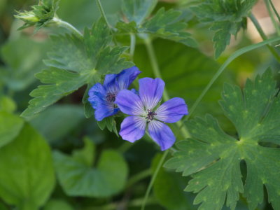 Geranium