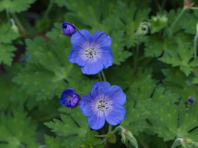 Geranium I am taller than you.