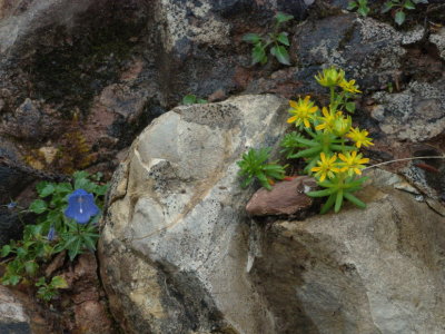 Unobtrusive flowers