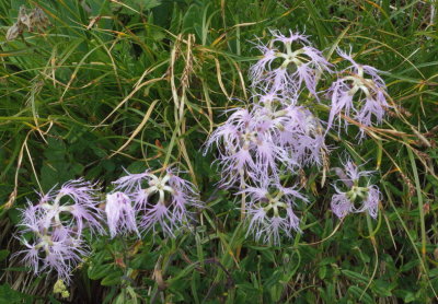 Intriguing alpine flora