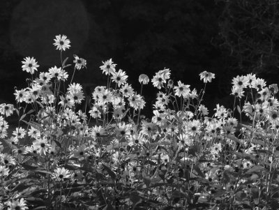 Prairie sunflowers BW