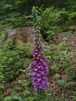 Foxglove