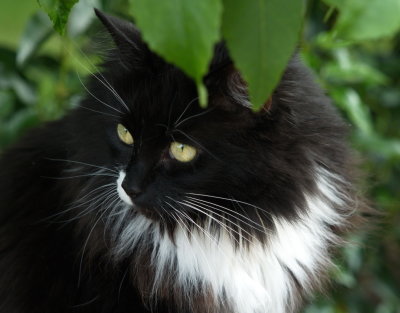 Blueberry You cannot see me because I am hiding under a tree