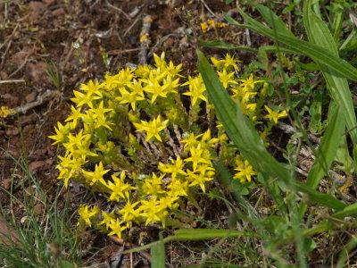 Tiny yellow flowers along the way