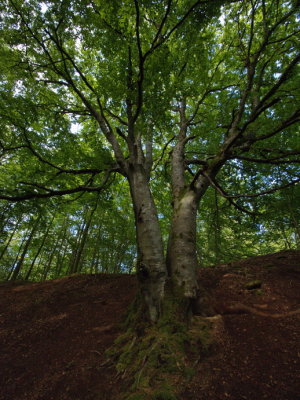 Twin oak tree