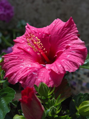 Hibiscus after the rain I