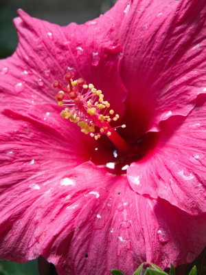 Hibiscus after the rain II