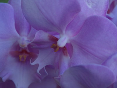 Purple orchid detail