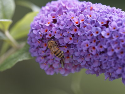 Harvesting pollen from buddleia