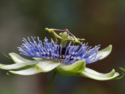 Passiflora II