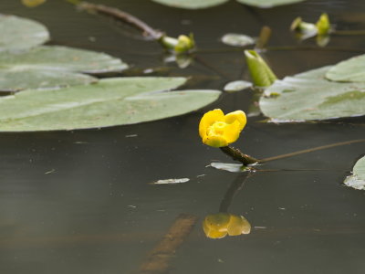 Flowering pond