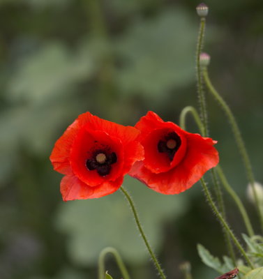 Two poppies