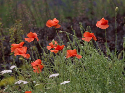 Poppies