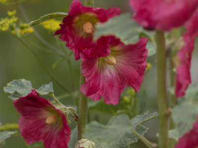 Red pink hollyhock