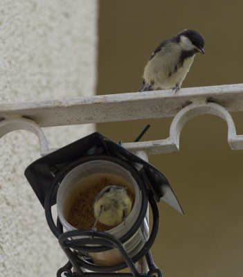 Great Tit - you eat while I keep watch