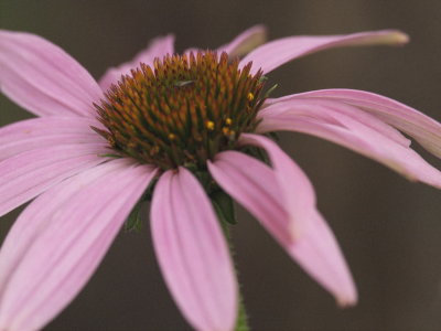 Echinacea