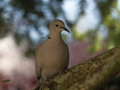 Pigeon sitting in tree