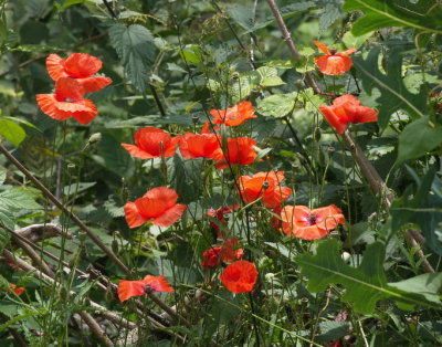 Poppies