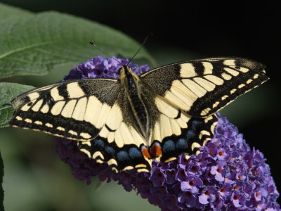 Visiting butterfly Swallowtail