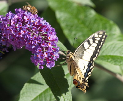 Visiting butterfly Swallowtail