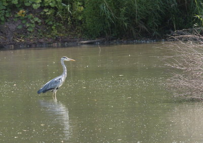 Heron waiting for his meal to swim by