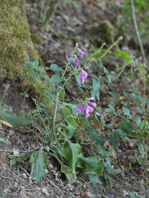 Foxgloves