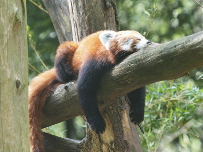 Red panda asleep
