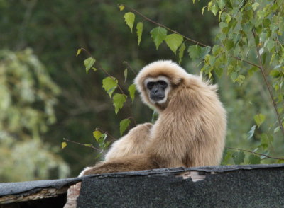 Gibbon looking a bit fed up with the world