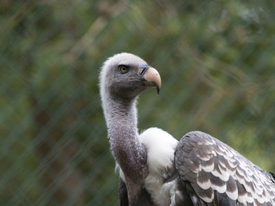 Vulture in captivity
