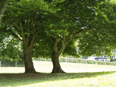 Magnificent trees