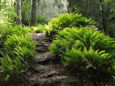 Lush fern