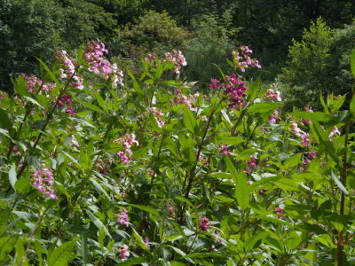 Flowers growing along the Ourthe river